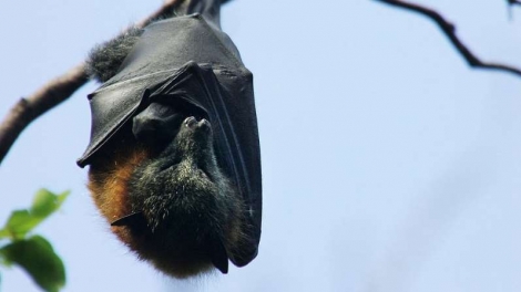 Voc sabia que os morcegos podem viver at 40 anos? (Huw Evans picture agency)