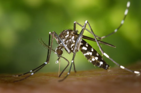 Alm dos casos de dengue, mais de 2 mil possveis casos de Chikungunya e outros 193 casos de zika tambm foram registrados
